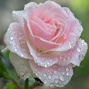 Meet your Posher, Louise